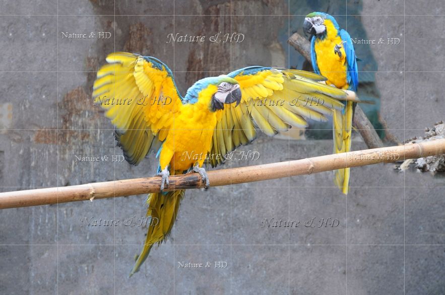 Macaw Guacamayas Ara 金剛鸚鵡 Nature And Human Development Buypictureshome Com