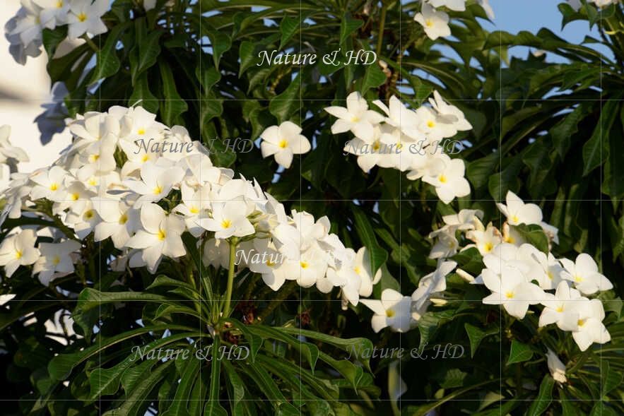 Apocynaceae Apocynacees 夾竹桃科 Nature And Human Development Buypictureshome Com