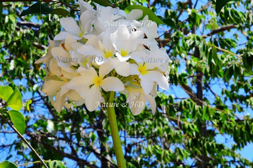 Apocynaceae Apocynacees 夾竹桃科 Nature And Human Development Buypictureshome Com