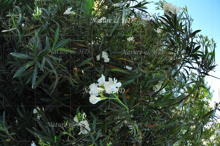 Dogbane Family Apocynaceae Apocynacees 夾竹桃科 Nature And Human Development Buypictureshome Com